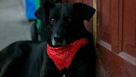 Desconocidos vuelven a destruir estatua del "Negro Matapacos"