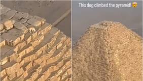 Encuentran a perrito en la cima de una pirámide: Lo grabaron ladrando a los pájaros