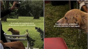 La emotiva historia de Beldi: El perro que irrumpió en una boda y encontró su hogar