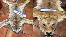 Exembajador chileno es investigado por contrabando de pieles exóticas