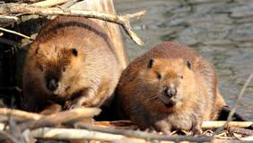 Arquitectos de la naturaleza: castores terminan una presa antes que el gobierno en República Checa