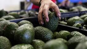 ¿Palta chilena o peruana? Estudio reveló cual es la que sabe mejor