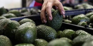 ¿Palta chilena o peruana? Estudio reveló cual es la que sabe mejor
