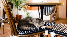 “Que se gane su propia comida”: Cafeterías en China contratan mascotas y les pagan interesante sueldo