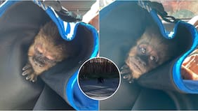 Capturan a monito que se había escapado de zoológico de Concepción: lo captaron caminando por el sector de Nonguén