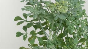 ¿Tu planta de ruda se secó? Este podría ser el motivo, según el Feng Shui