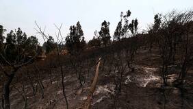 4.200 hectáreas han sido afectadas por incendios en la Región de Valparaíso
