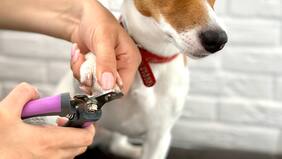 ¿Por qué es importante cortar las uñas de nuestros perros?