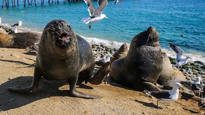 “Esto es inaceptable”: diputado denunció ataques con arma blanca a lobos marinos en Antofagasta