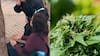 Quedó “volada” con el golpe: mujer fue herida por macetero con planta de cannabis