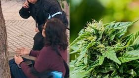 Quedó “volada” con el golpe: mujer fue herida por macetero con planta de cannabis