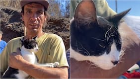 “Quedó con sus bigotitos todos quemados”: la historia de Julio, el gato que salvó a su dueño en medio del incendio en Lirquén