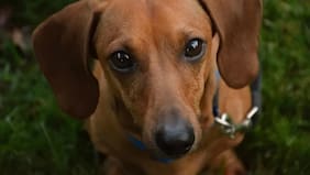 Adiós a los perros salchicha: gobierno alemán podría prohibir su crianza