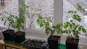 ¿Cómo cuidar nuestras plantas y huertos de las bajas temperaturas?