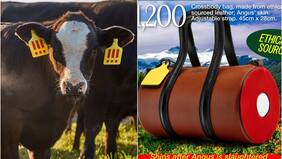 La macabra campaña de moda protagonizada por vaca que matarán para hacer bolsos: ya están agotados
