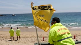 Presencia de Fragata Portuguesa en Tongoy obliga a cierre de playa