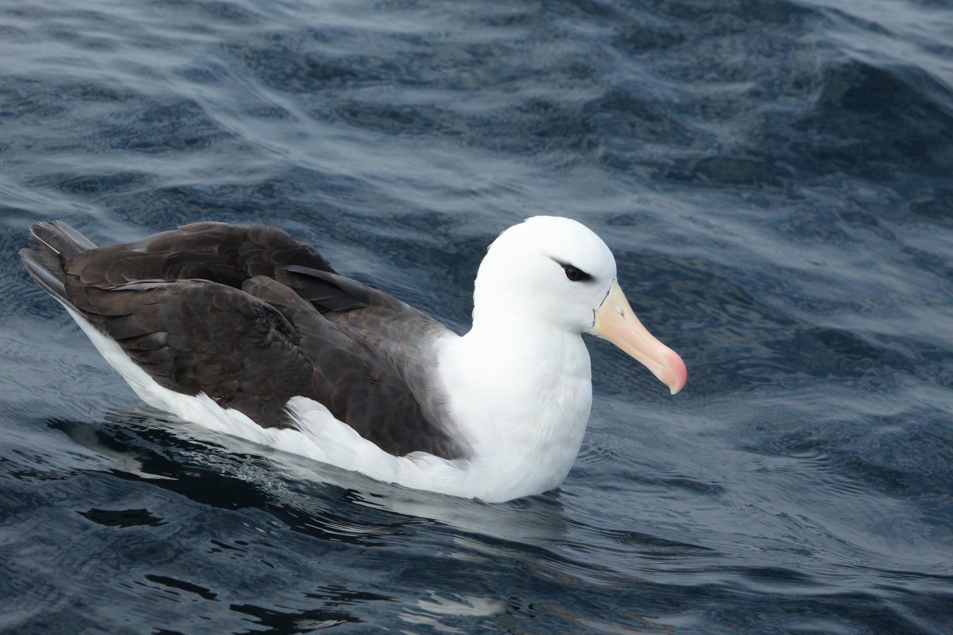 El Albatros de ceja negra es un insigne del mundo pelágico. FOTO: Lucas Quivira (@lucasbirds)