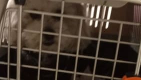 Joven denuncia a aerolínea tras perder a su perro por más de 10 horas