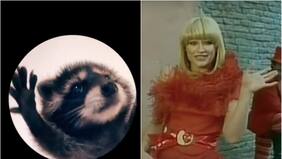 “Pedro, Pedro, Pedro”: cuál es el origen del video viral que reúne a un mapache y Raffaella Carrà