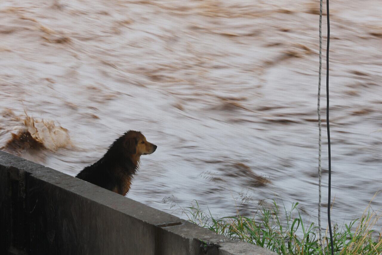 Perro Morocho.