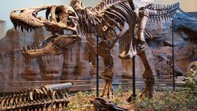 Científicos aseguran que existieron tres especies de Tiranosaurios