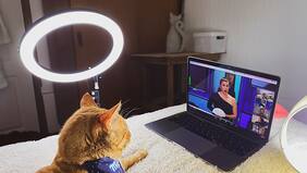 Felino regalón de Mega se robará capítulo de "Dale Play"