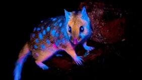 “Estas increíbles bellezas pasaron el rato conmigo”: Revelan impresionantes registros de marsupiales biofluorescentes