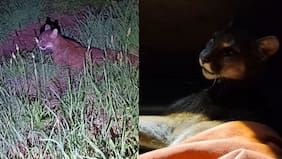 El triste final de una puma en Frutillar: SAG hace enfático llamado a veraneantes