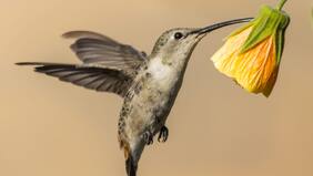 La intrigante historia del Picaflor del norte que está colonizando Santiago: ya se estableció en Renca y más al sur