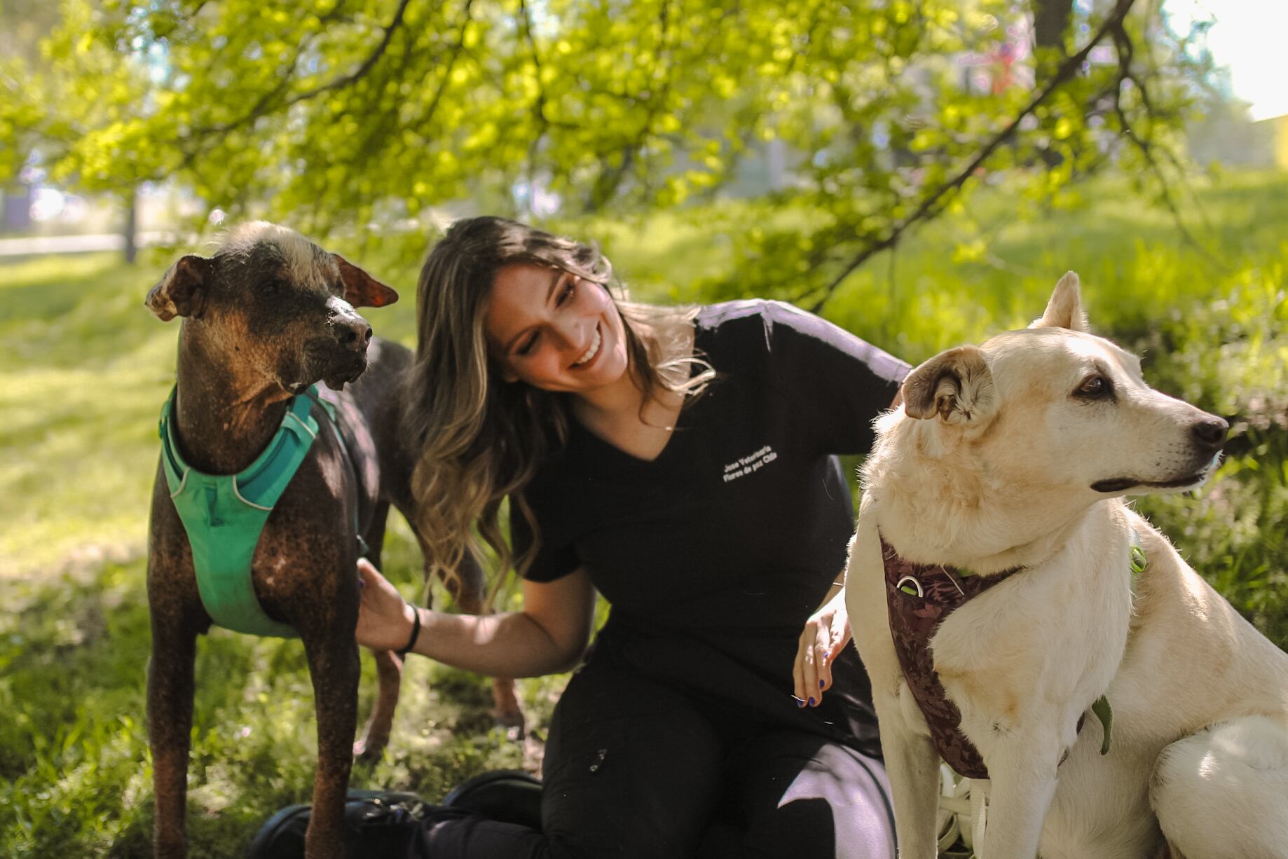 CÓMO PREPARAR A TU PERRO PARA ESTAR SOLO