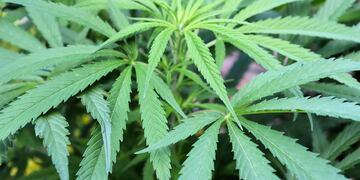 dPlanta de marihuana.