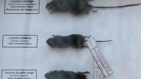 Virus Hanta: Con riesgo vital permanece nuevo caso confirmado durante 2019