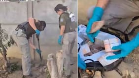 Niñera alertó a su jefa sobre robo de caja con ahorros familiares: ella era la ladrona y pillaron 30 palos enterrados