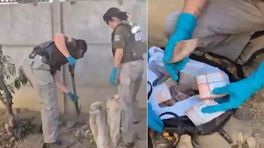 Niñera alertó a su jefa sobre robo de caja con ahorros familiares: ella era la ladrona y pillaron 30 palos enterrados