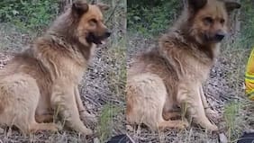 “Nos ayudó con sus patitas”: conoce a Ceniza, el perrito que combate los incendios con los brigadistas de Conaf