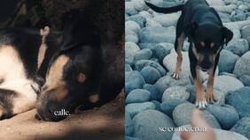 Turista adoptó a una perra callejera en Chile y ahora viven en España