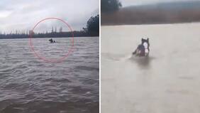 Dramáticas imágenes: Joven no abandonó a su yegua en medio de violento desborde de río en Arauco