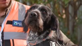 Conoce a Suki, la perrita de Aguas Andinas que detecta fugas en el agua