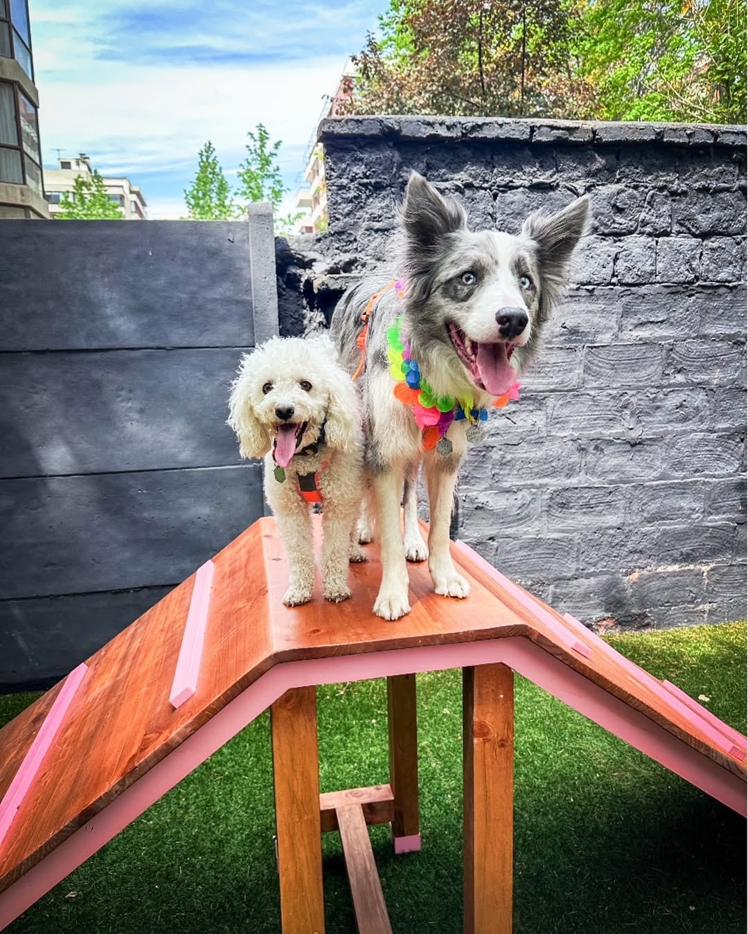 Emprendimiento Maple’s Pet Café