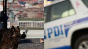 Indignación por mujer que lanzó a perrita desde el quinto piso de un edificio: fue detenida