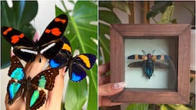 ¿Te atreves a decorar con insectos? Conoce Insectaustralis, el emprendimiento chileno que convierte artrópodos en arte
