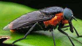 Guía de supervivencia contra el coliguacho: cómo enfrentarlo este verano