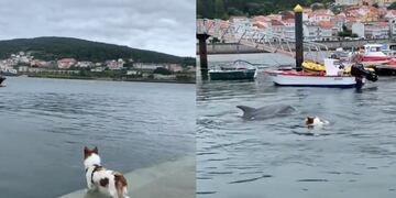 Perrito y delfín protagonizan divertido video jugando en el agua