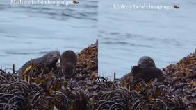 El tierno juego entre madre chungungo y su hijo