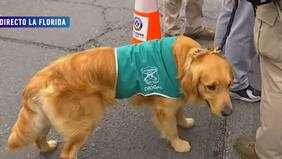 El perro llamado Hulk que participó en fiscalizaciones en La Florida: detectó a dos conductores que portaban droga