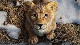 Mufasa: El Rey León: ¿De qué trata la película y cuándo se estrena?