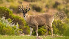 Importantes hallazgos sobre la amenazada taruka: la realidad y peligros que acechan al “huemul del Norte”
