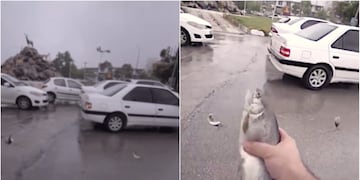 "lluvia de peces" viral