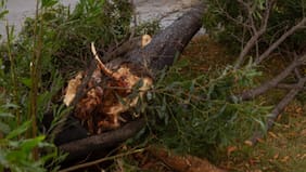 Adulto mayor murió tras ser aplastado por un árbol en Tucapel