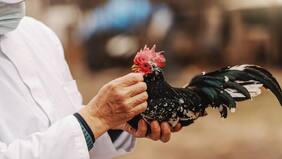 Confirman primera muerte por variante de gripe aviar: ocurrió en China